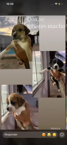 Doação de filhotes