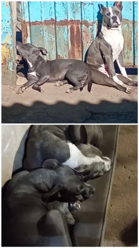 Vendo Casal de Pitbull 