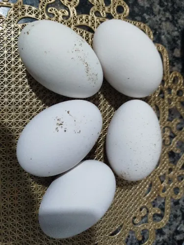 Ovos de ganso