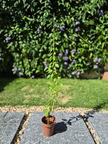 Tumbergia Azul