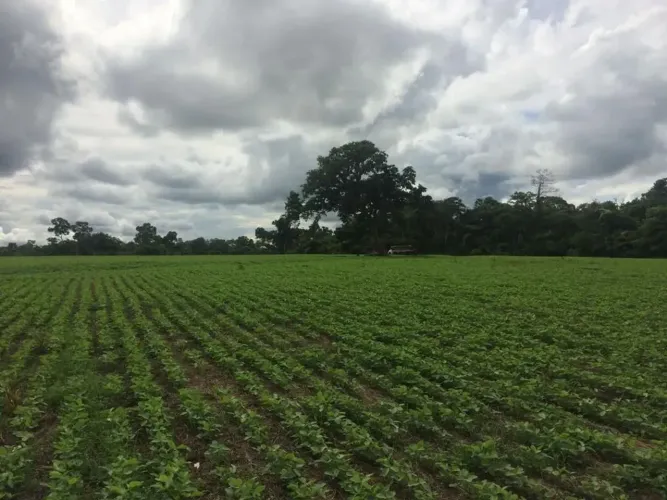 Fazenda a venda  com 237 hectares em soja, na margem da BR em Grajaú, excelente logística,