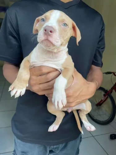 Vende-se filhotes  de Pit monster!
