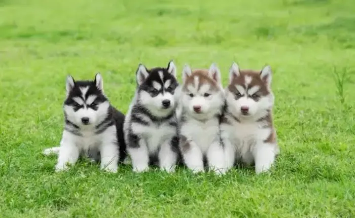 Husky siberiano 50 djas