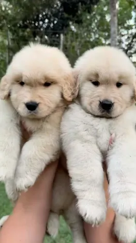 Filhote de Golden Retriever Mini Solzinho da Família