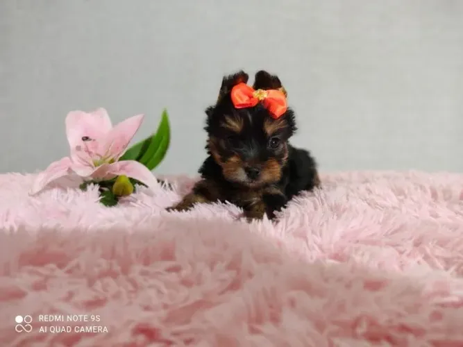 Yorkshire Terrier,Yorkshire Terrier Filhote Vacinado com Muito Charme e Delicadeza