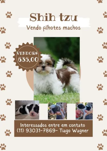 filhotes de shih tzu (machos)