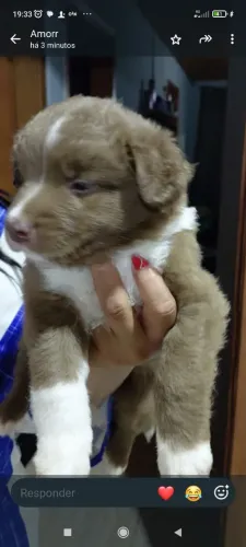 Border Collie