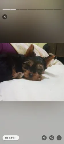 Vendo cachorro yiorquechare terrie macho 