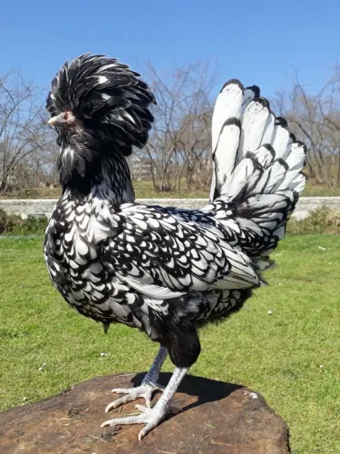 ? Tenho ovos de polonesa disponível