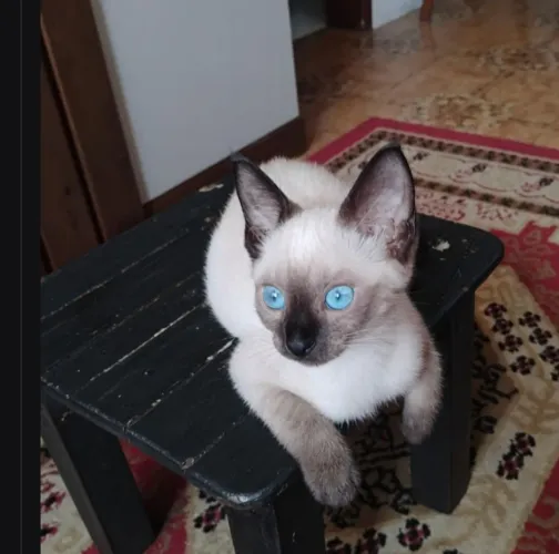 Vende - se Gata Siamês filhote
