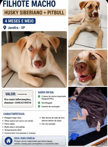 Cachorro