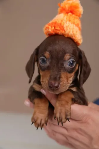 DACHSHUND PERFEITO
