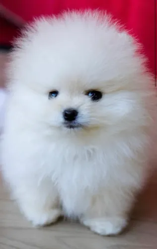 Doação de Lulu da Pomerânia