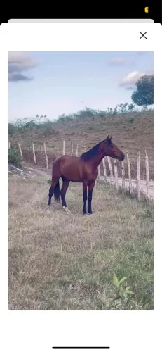 Cavalo mangalarga