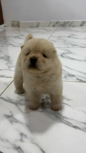 Filhote de Chow Chow