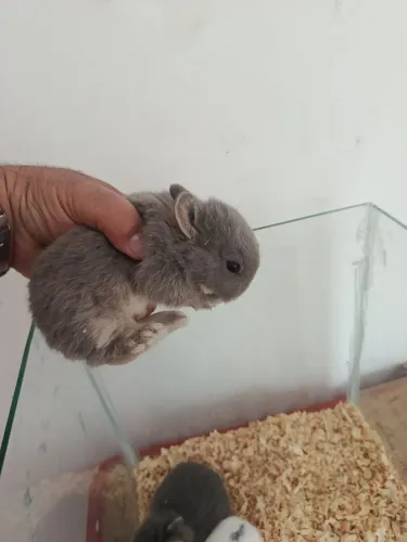 Mini Netherlands