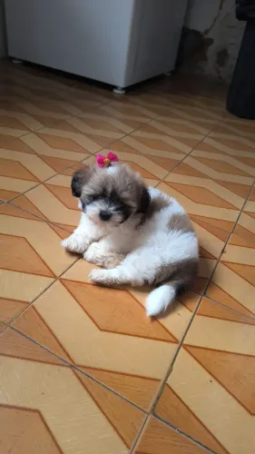 Vendo cachorro shitzu com 40 dias de nascido! Acompanha cercado!