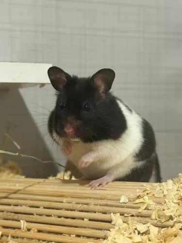 Doa-se Hamster Sírio panda