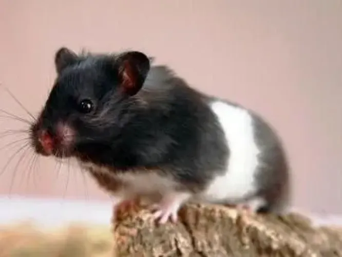 Hamster Panda Filhote - Dócil, Saudável e Muito Fofo | ACasaDosPet
