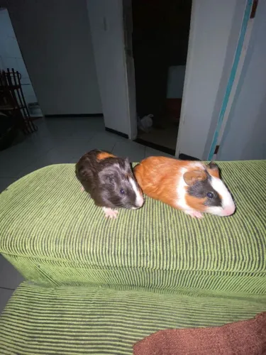 Porquinho da índia filhote