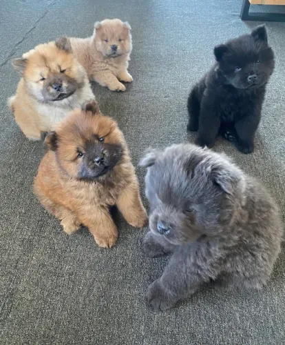 Cachorro Chow Chow