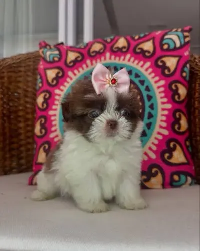 Filhotes de Shih tzu fêmea branca e chocolate 