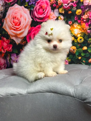 Lulu da pomerania 