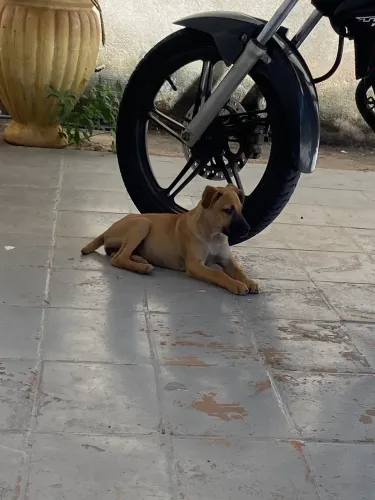 Cachorrinha para adoção 