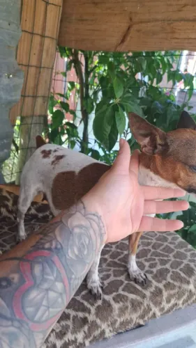 Tenho 2 fêmea de pincher a venda adulta amatriz lindas