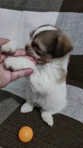 Último filhote de Shitzu macho