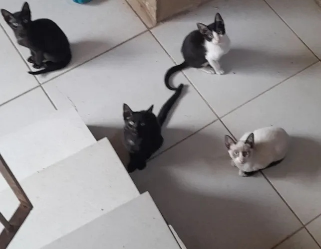 ESTOU DOANDO GATINHOS 4 MESES