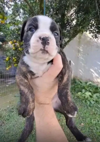 Bulldog campeiro com.boxer