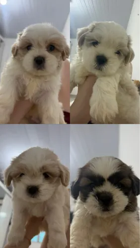 FILHOTE DE SHIH TZU PURO