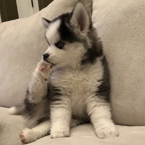 Filhote husky siberiano, Prepare-se Para Muitas Lambidas e Momentos de Alegria!