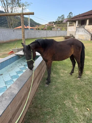 Potro Preto