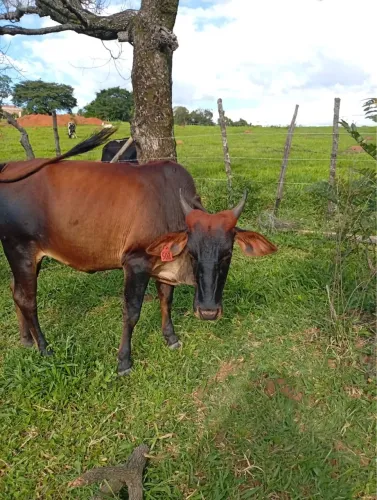 NOVILHA CRUZADA BEM GORDA
