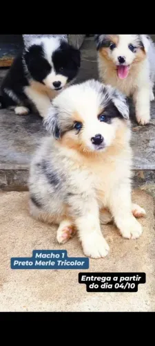 Border Collie 