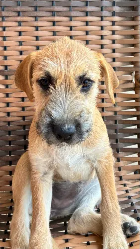 Doação de filhotes de cachorro