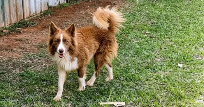 Border collie - Pedigree CBKC