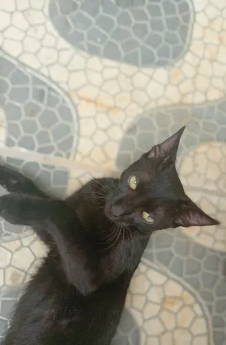Gatinho preto 