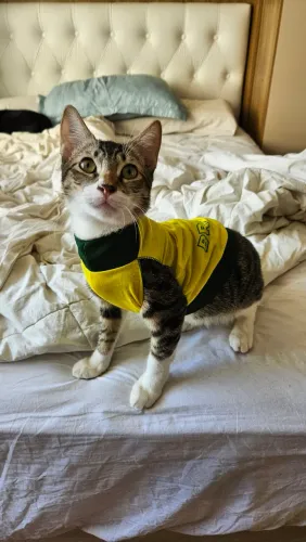 Miguelito, 4 meses, castrado. Muito amoroso