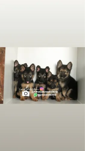 Pastor alemão pelo longo Insta gram @filhotesfloresdooriente