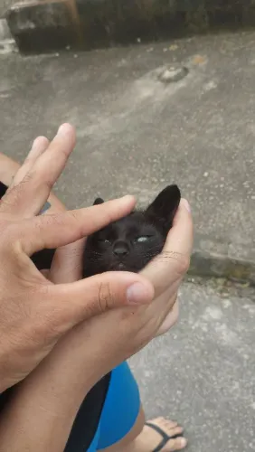 Doação de gatinho preto