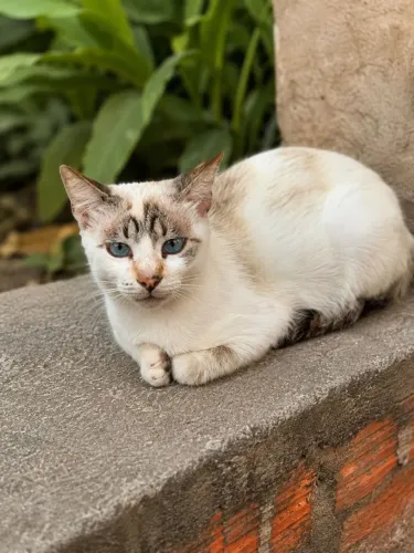 Gata castrada docil adocao