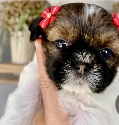 Shih Tzu