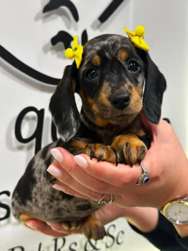 Dachshund