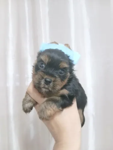 Yorkshire Terrier macho