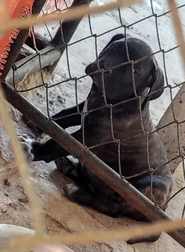 Vendo filhote de Cane Corso