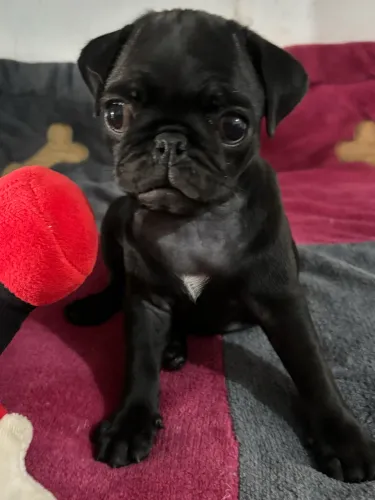 Filhote de pug