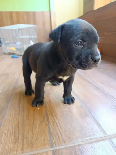 Doação de cachorro